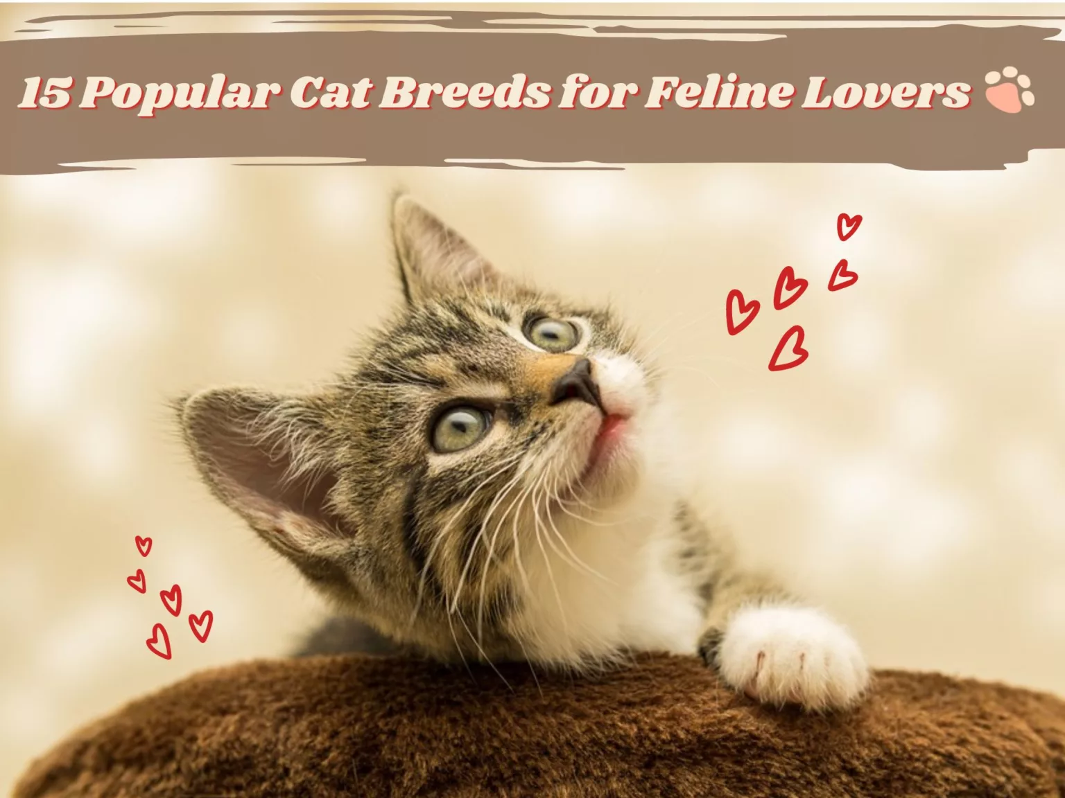 15 Popular Cat Breeds for Feline Lovers